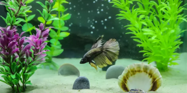 Aquarium Betta fish