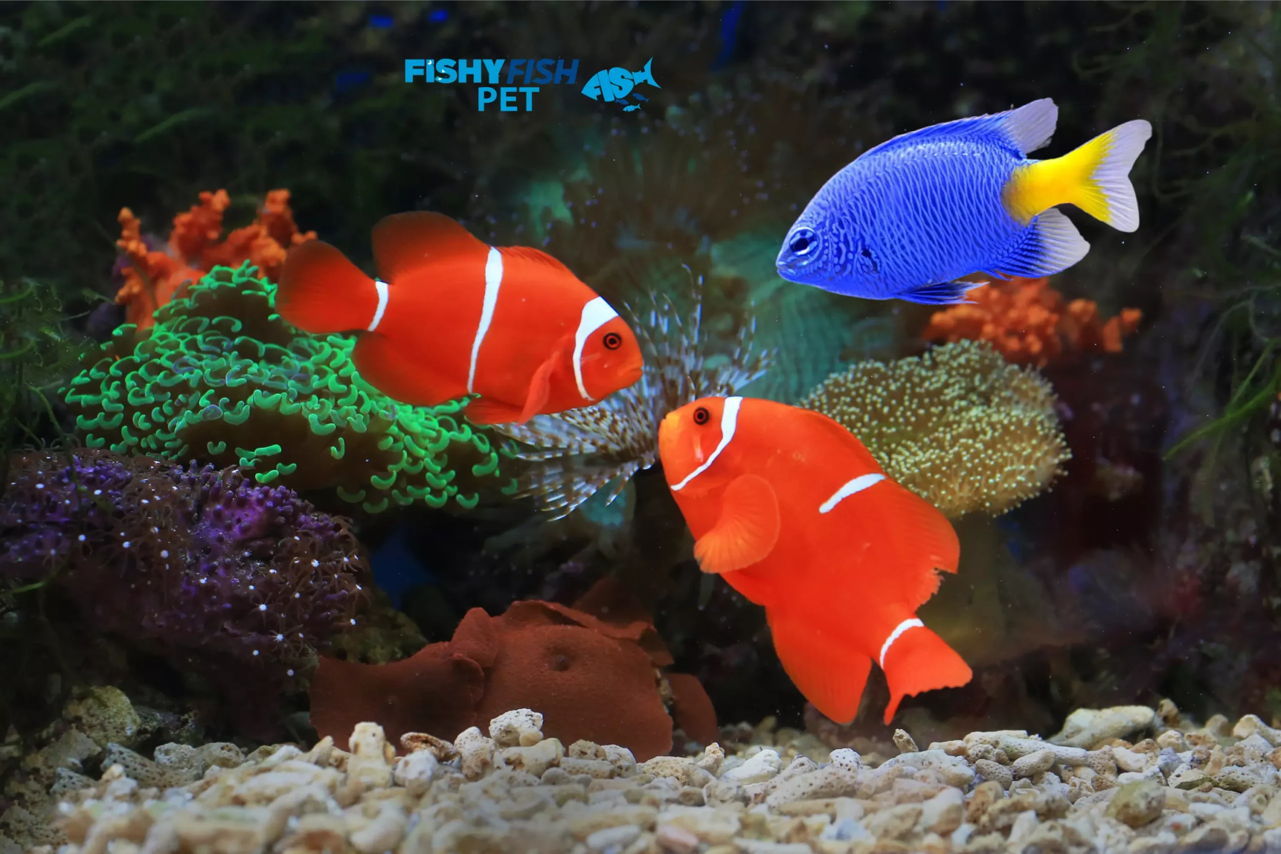 Best Methods of Introducing a New Fish into Your Tank Fishyfishpet