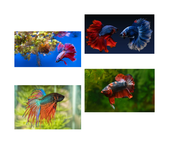 Types of fish that are safe to pet - Betta Fish