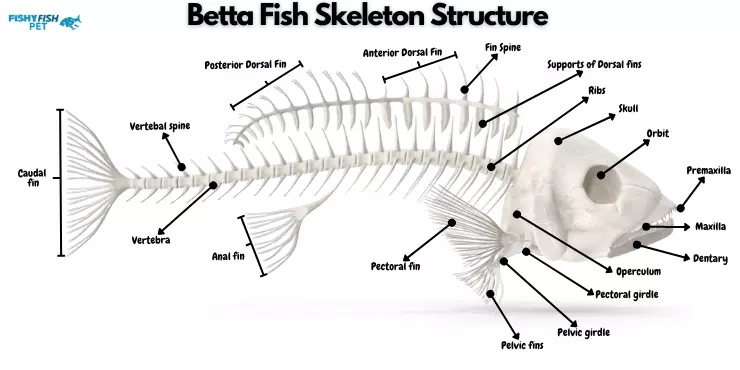 Betta Fish Skeleton Structure