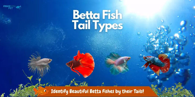 Betta Fish Tail Types and Anatomical Features