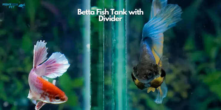 Betta Fish Tank with Divider