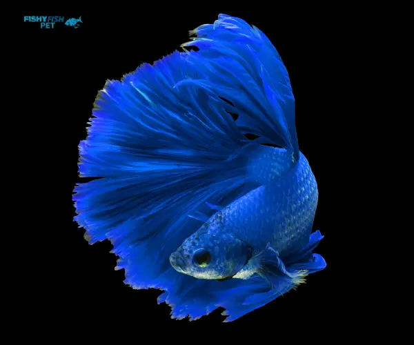 Betta Fish Blue