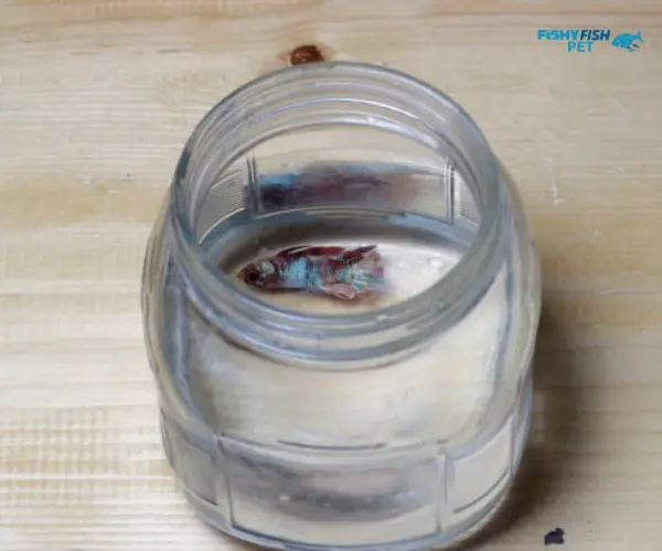 Betta Fish fin rot in a water container bowl, jar of water
