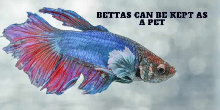 Bettas be kept as Pets