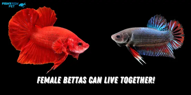 Can Female Bettas Live Together