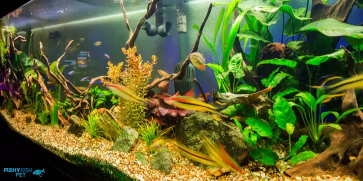 Can Fish Drown in Freshwater FishyFish Pet