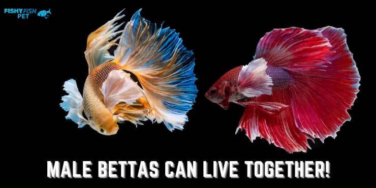 Can Male Bettas Live Together