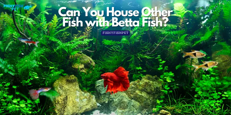 Can You House Other Fish with Betta Fish?
