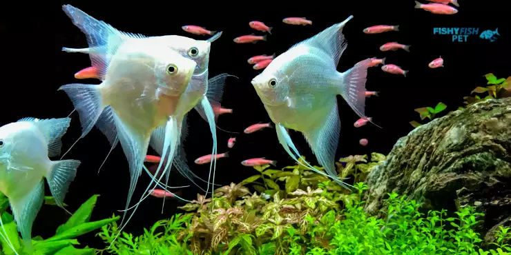 Can a Fish Drown: A Common Misconception FishyFish Pet