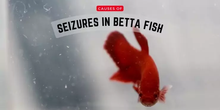 Causes of Seizures in Betta Fish