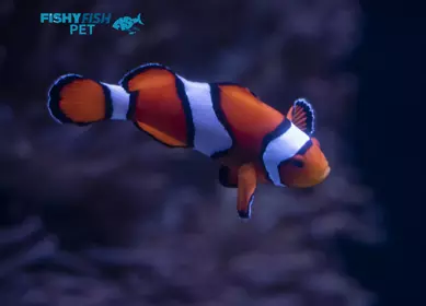 Clown Fish Fishyfishpet