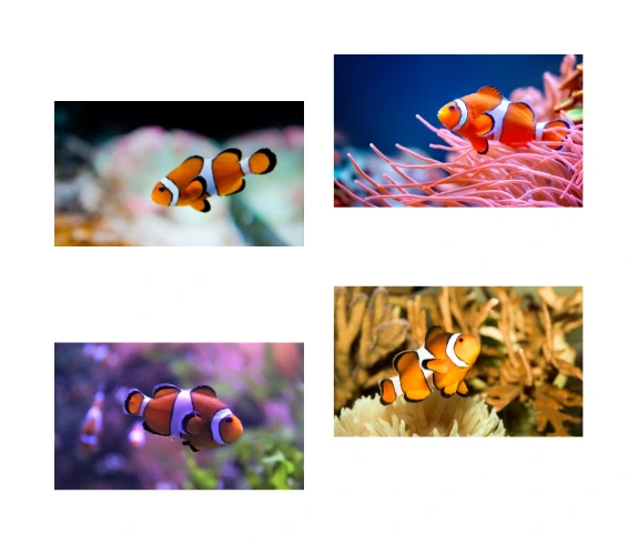 Types of fish that are safe to pet - Clownfish