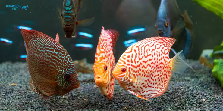 Colour Full Fish