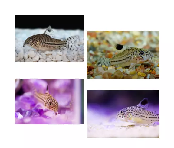 Types of fish that are safe to pet - Corydoras Catfish