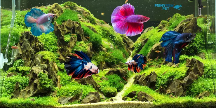 Different Temperature Ranges for Different Types of Betta Fish