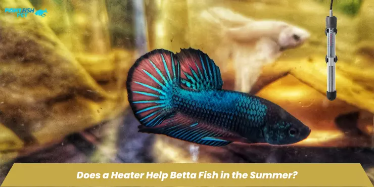 Does a Heater Help Betta Fish in the Summer