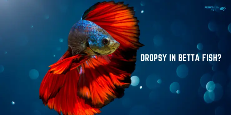 What is Betta Fish Dropsy?