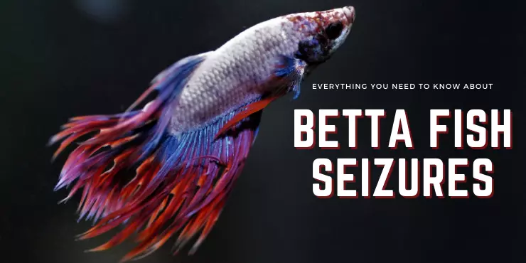 Everything You Need to Know About Betta Fish Seizures