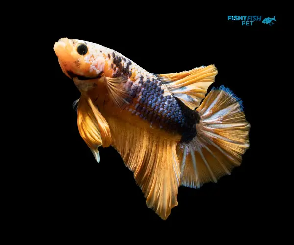 Female Betta Fish 