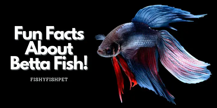 Fun Facts About Betta Fish