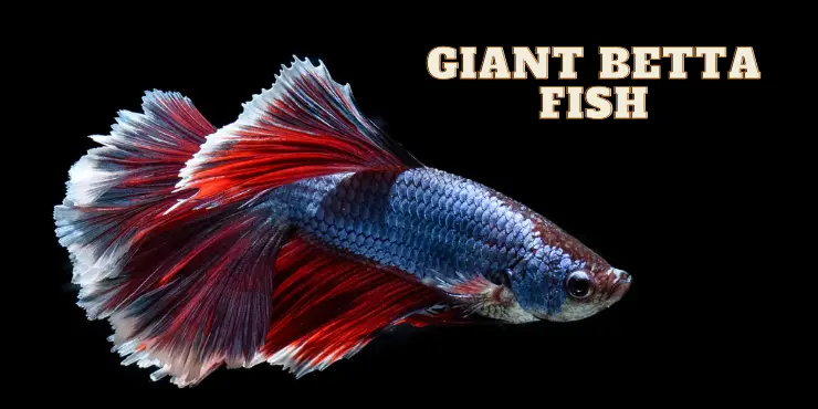 GIANT Betta Fish