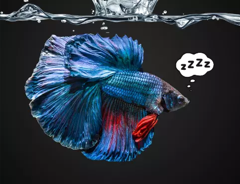 How Long do Betta Fish Sleep?