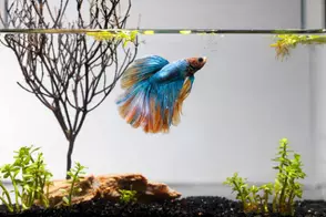 How Often Can You Feed Your Betta Fish?