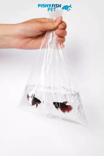 How To Safely Add Fish To An Aquarium Fishyfishpet 