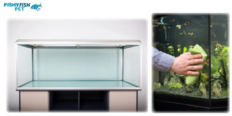 How to Clean a Betta Fish Tank Without a Filter