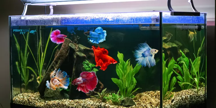 How to Monitor the Betta Fish Water Temperature