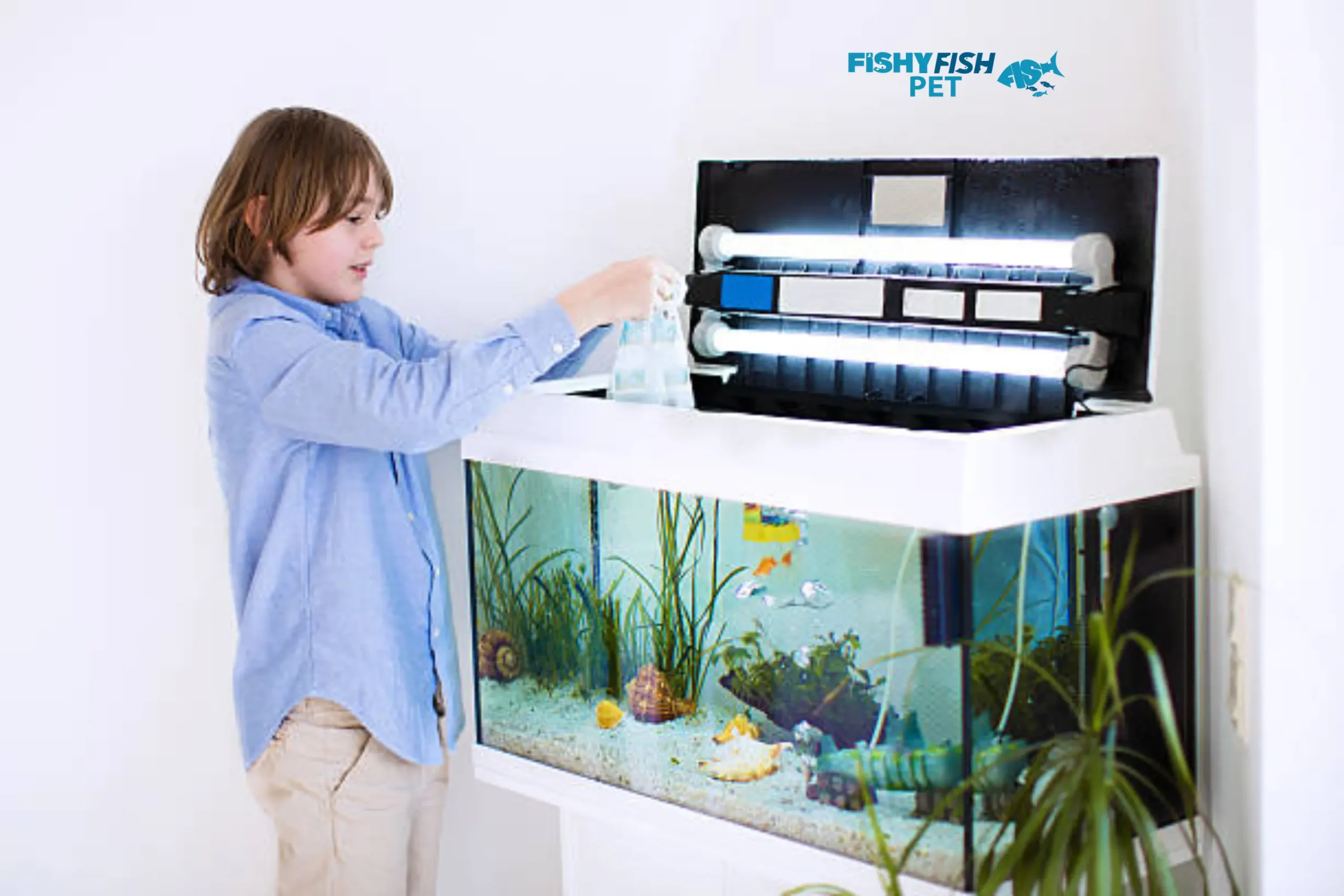 Introducing-a-New-Fish-to-Your-Existing-Tank-Fishyfishpet
