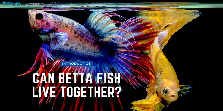 Introduction Can Betta Fish Live Together