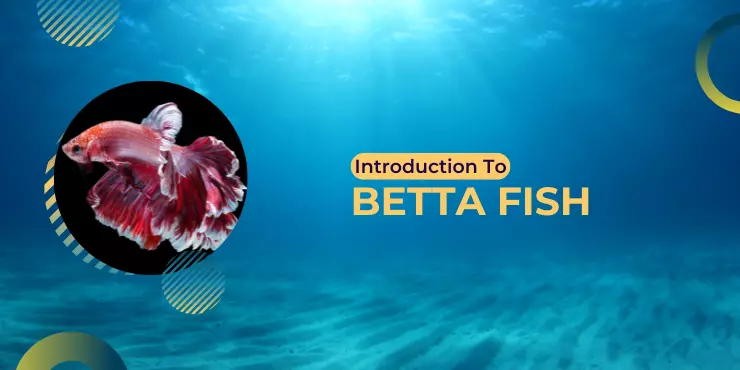 Introduction to Betta Fish