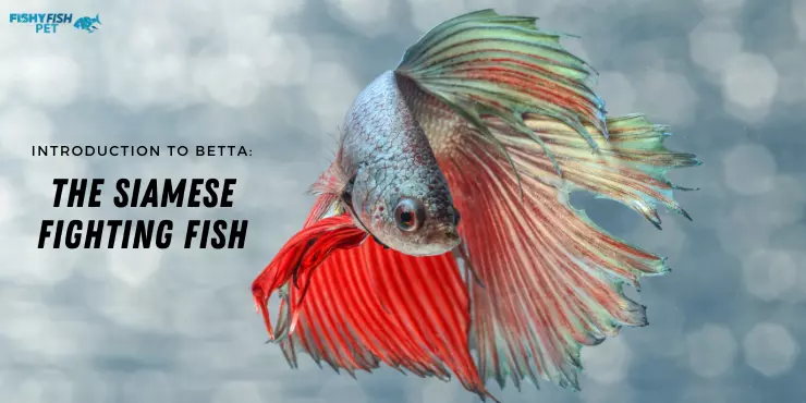 Introduction to Betta The Siamese Fighting Fish