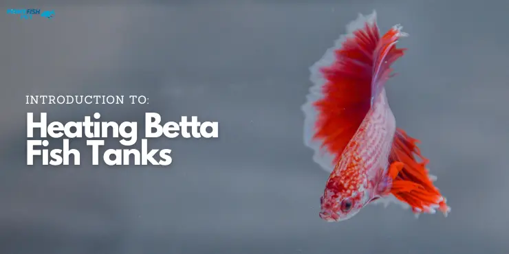 Introduction to Heating Betta Fish Tanks