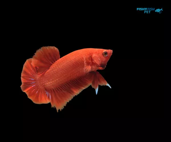 Orange Betta Fish