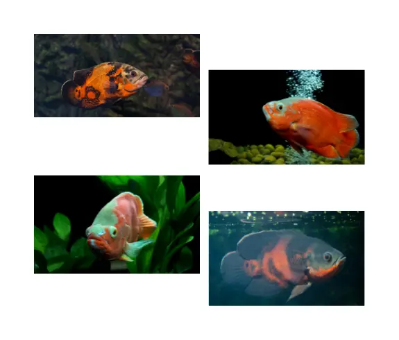 Types of fish that are safe to pet - Oscar