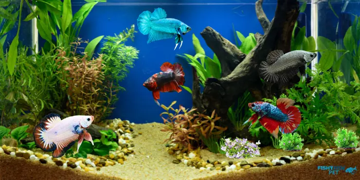 Plakat Betta Fish FishyFish Pet