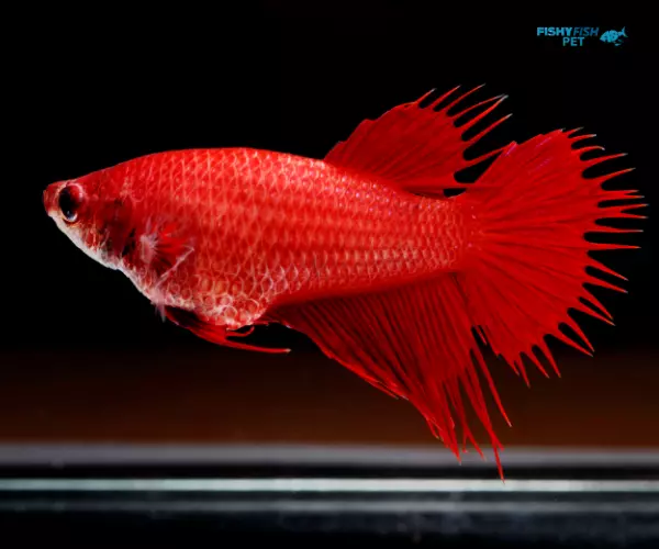 Red Plakat Crowntail