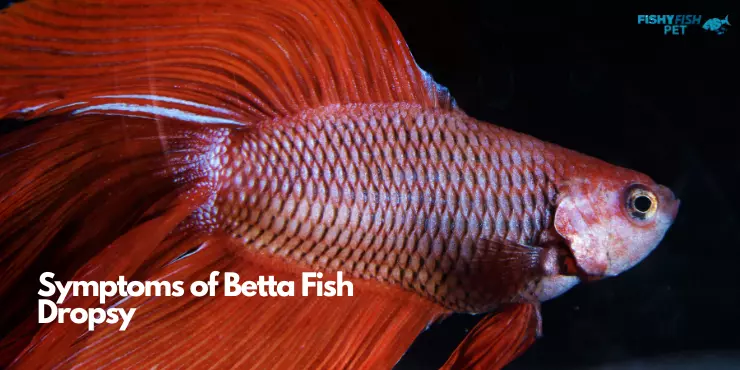 Symptoms of Betta Fish Dropsy