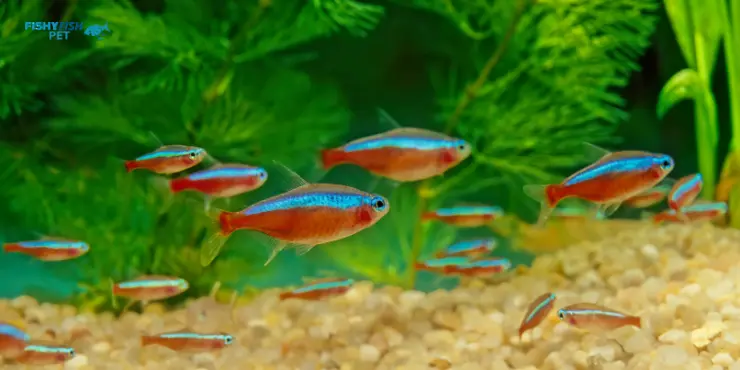 Tetras Fish