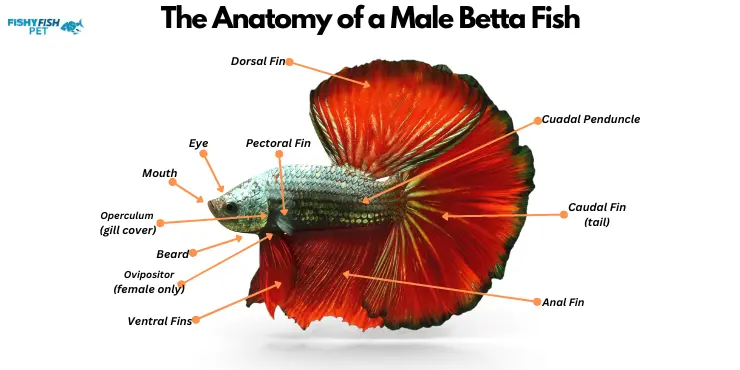 The Anatomy of a Betta Fish
