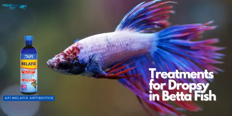 Treatments for Betta Fish Dropsy