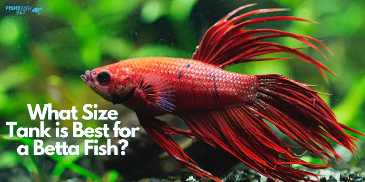 What Size Tank is Best for a Betta Fish