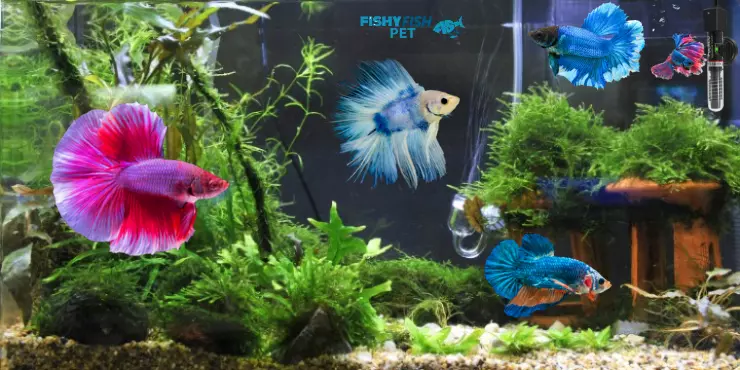 What is the Ideal Temp for Betta Fish FishyFish Pet