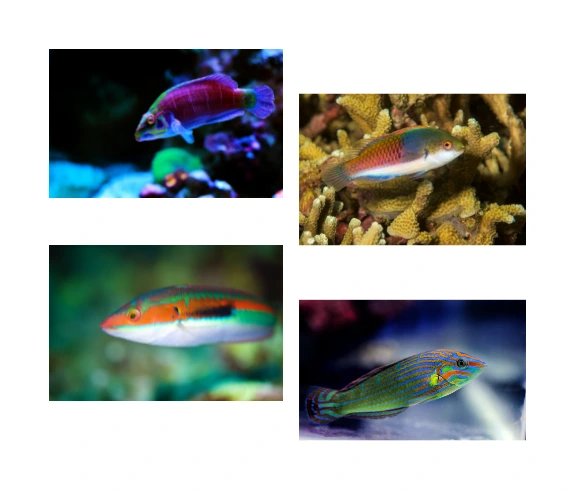 Types of fish that are safe to pet - Wrasse