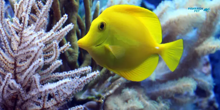 Yellow Coral Fish

