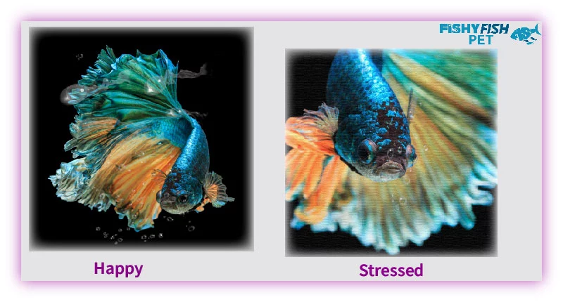 Common Causes of Betta Fish Losing Color
