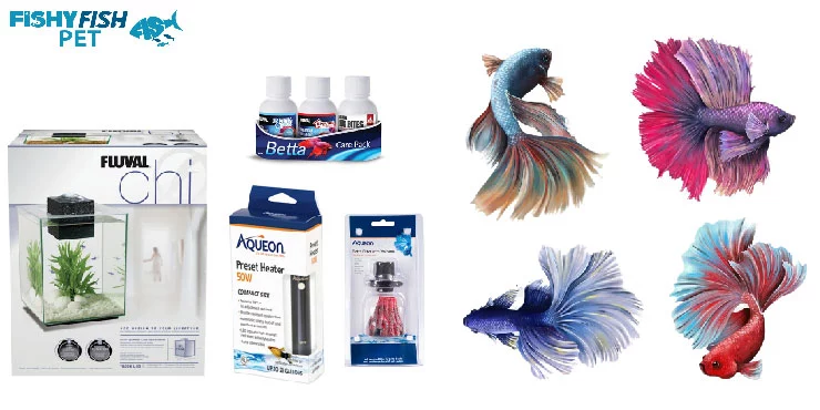  Introduction to Betta Fish Care